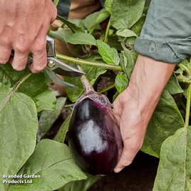 Aubergine Meatball (Grafted)