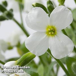 Aubretia gracilis Kitte White