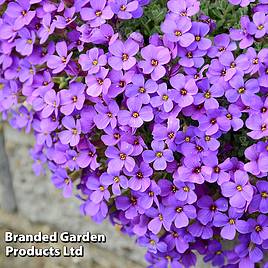 Aubrieta Cascade Blue