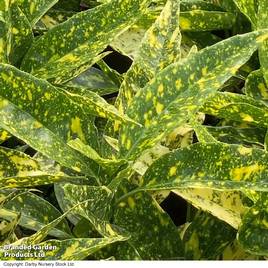 Aucuba japonica Golden Girl