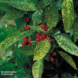 Aucuba japonica Pepperspot