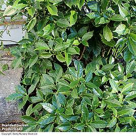 Aucuba japonica Rozannie