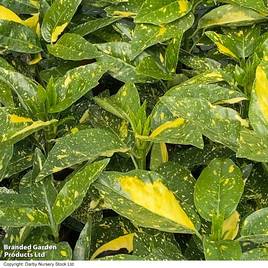 Aucuba japonica Mr Goldstrike