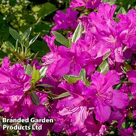 Rhododendron Wombat (Azalea Group)