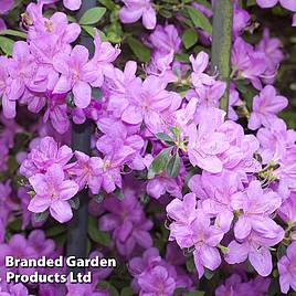 Azalea Dwarf Lilac