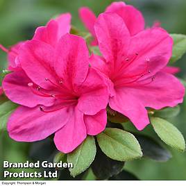 Azalea Dwarf Pink