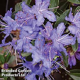 Rhododendron Night Sky