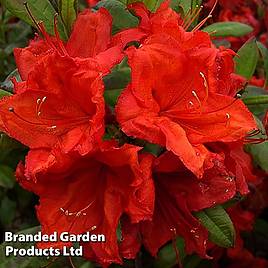 Rhododendron Firecracker (Azalea Group)