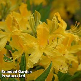 Rhododendron Harvest Moon