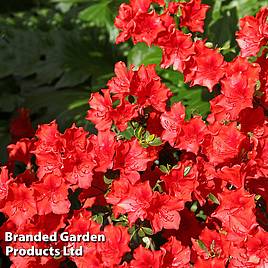 Azalea Japanese Red