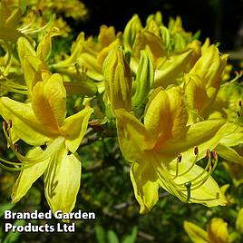 Rhododendron Golden Sunset (Azalea Group)