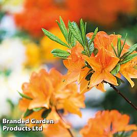 Azalea Golden Eagle