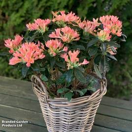 Azalea mollis Parfumollis Salmon