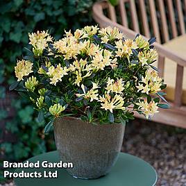 Azalea mollis Parfumollis Yellow