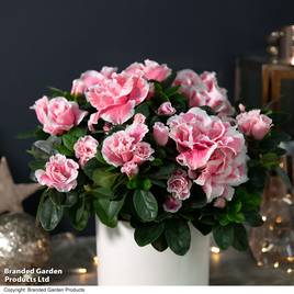 Azalea Pink & White Bicolour