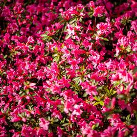Azalea Dwarf Pink