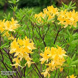 Rhododendron luteum