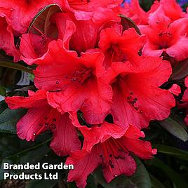 Rhododendron Titian Beauty