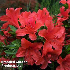 Azalea Vuyks Orange