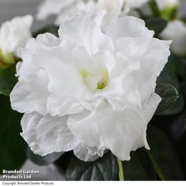 Azalea japonica White