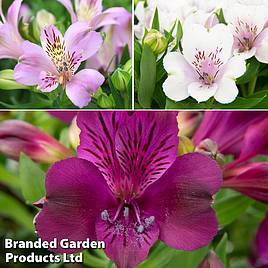 Alstroemeria inticancha Purple Passion Collection