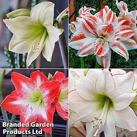 Amaryllis Collection