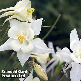 Aquilegia White Star