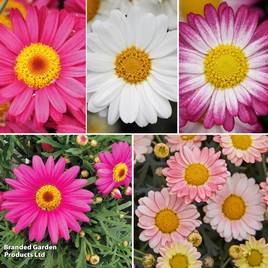 Argyranthemum frutescens Aramis Collection