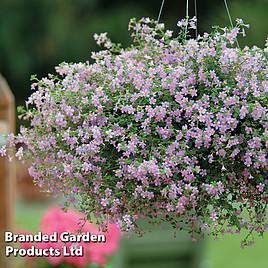 Bacopa Blutopia