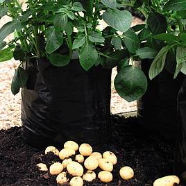 Potato Growing Bags