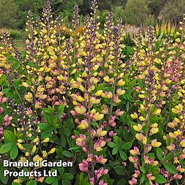 Baptisia Decadence Pink Lemonade