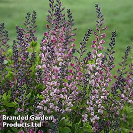 Baptisia Decadence Pink Truffles