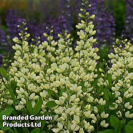 Baptisia Decadence Vanilla Cream