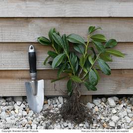 Prunus laurocerasus Novita (Hedging)
