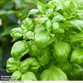 Basil Genovese - Organic Seeds