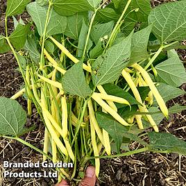 Bean Dwarf French Dior Seeds