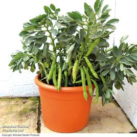 Broad Bean Robin Hood - Seeds