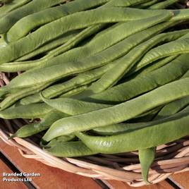 Runner Bean Best Of All - Seeds