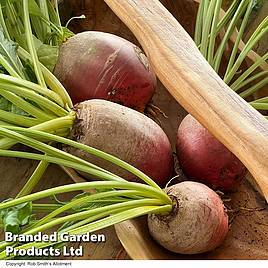 Beetroot Golden Eye - Seeds