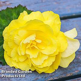 Begonia Prima Donna Yellow