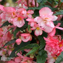 Begonia Chanson Flamingo F1 - Seeds