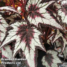 Begonia Dark Eyes