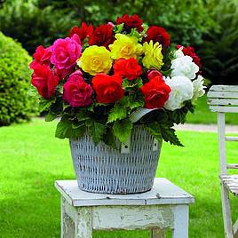 Begonia x tuberhybrida Double Flowered Mixed