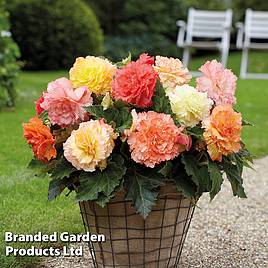 Begonia x tuberhybrida Giant Picotee Collection