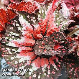 Begonia rex Helter Skelter