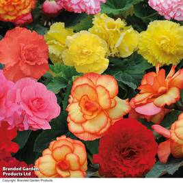 Begonia Majestic Rainbow Mix