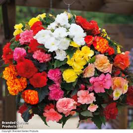 Begonia Nonstop Mixed