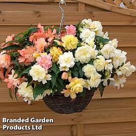 Begonia Nonstop Joy Peaches + Dreams