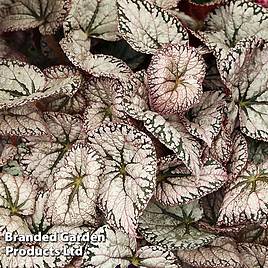 Begonia Silver Lace