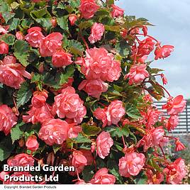 Begonia Sweet Spice English Rose